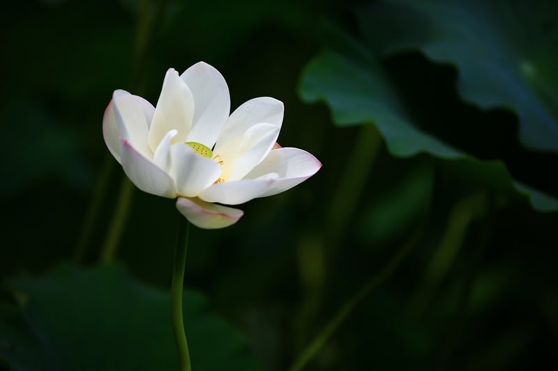 Lotus Pose Meditation